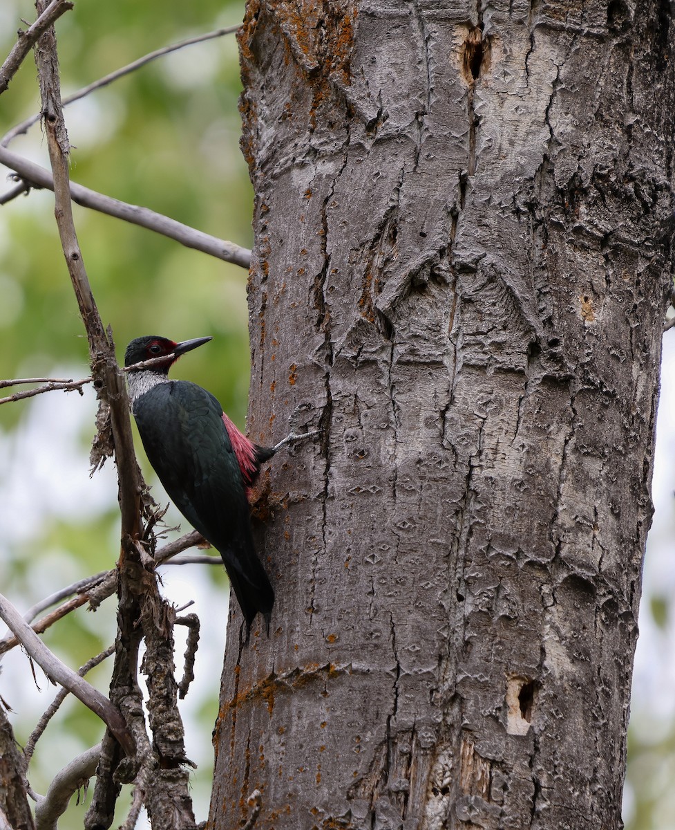 Lewis's Woodpecker - ML620141354