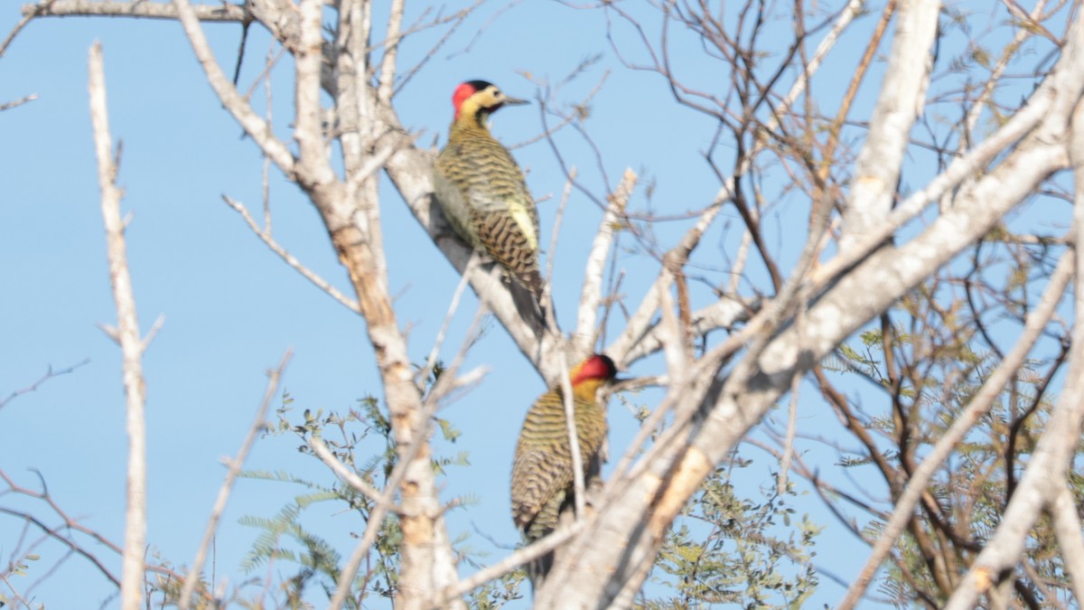 Green-barred Woodpecker - ML620141361