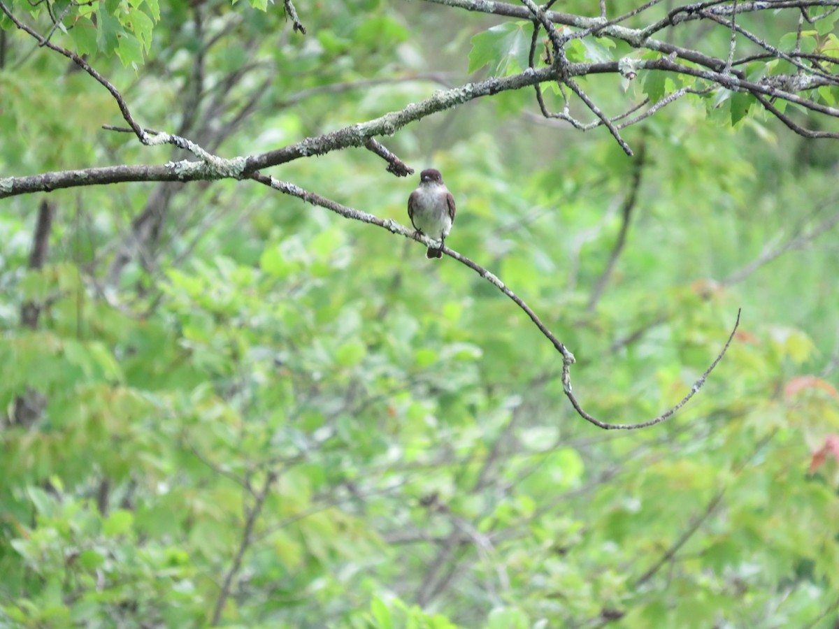 Eastern Phoebe - ML620141362