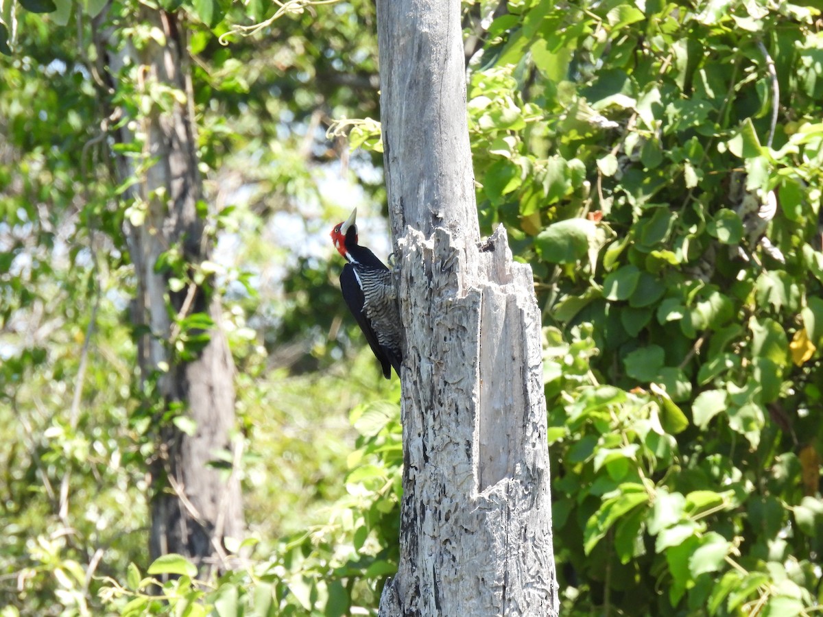 Crimson-crested Woodpecker - ML620141363