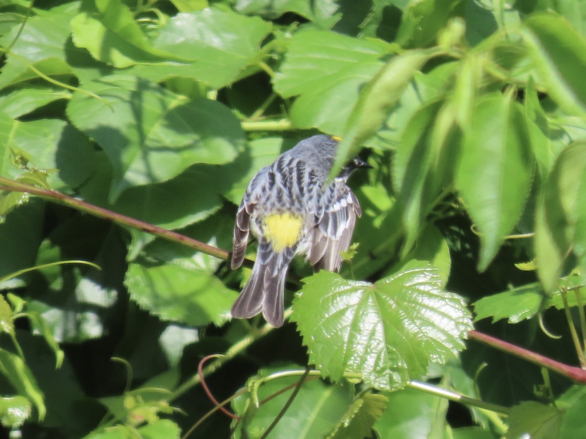 Yellow-rumped Warbler (Myrtle) - ML620141377
