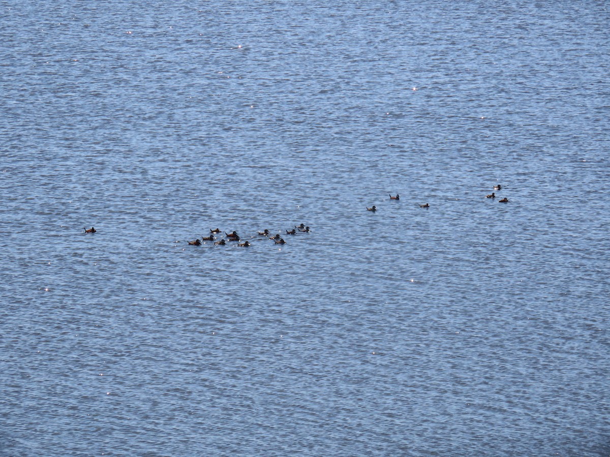 Ruddy Duck - ML620141381