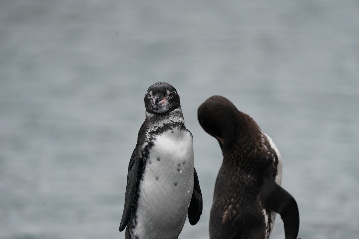 Pingüino de Galápagos - ML620141385