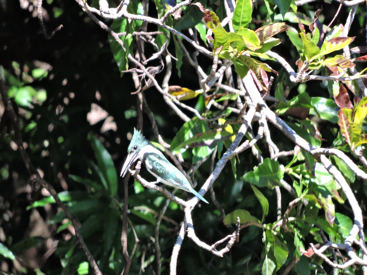 Amazon Kingfisher - ML620141393