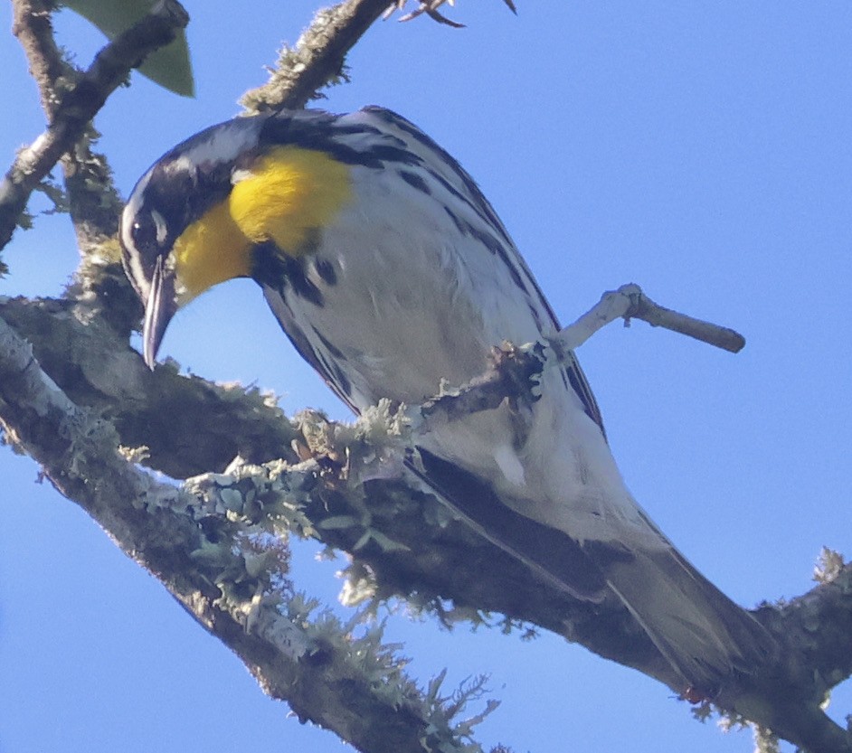 Yellow-throated Warbler - ML620141395
