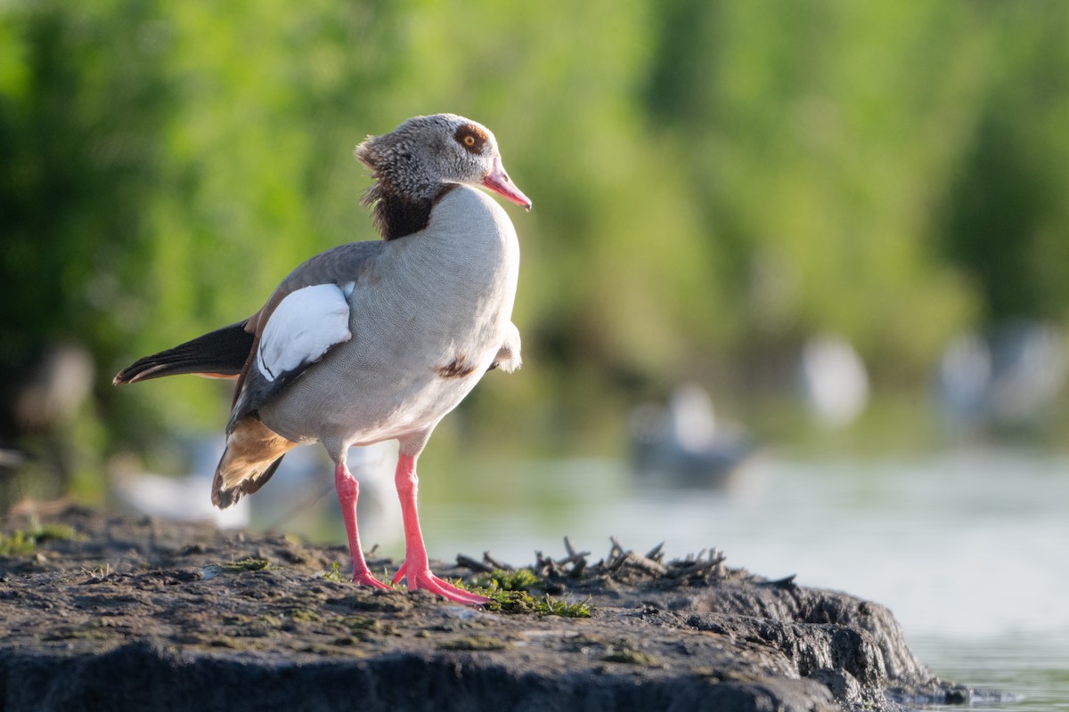 Egyptian Goose - ML620141402