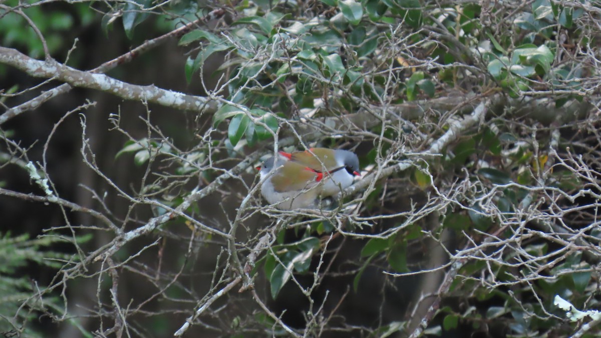 Swee Waxbill - ML620141403