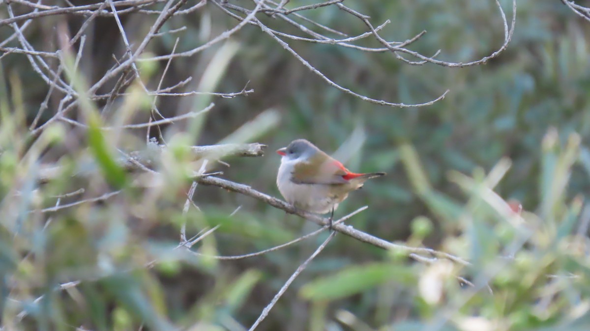 Swee Waxbill - ML620141404