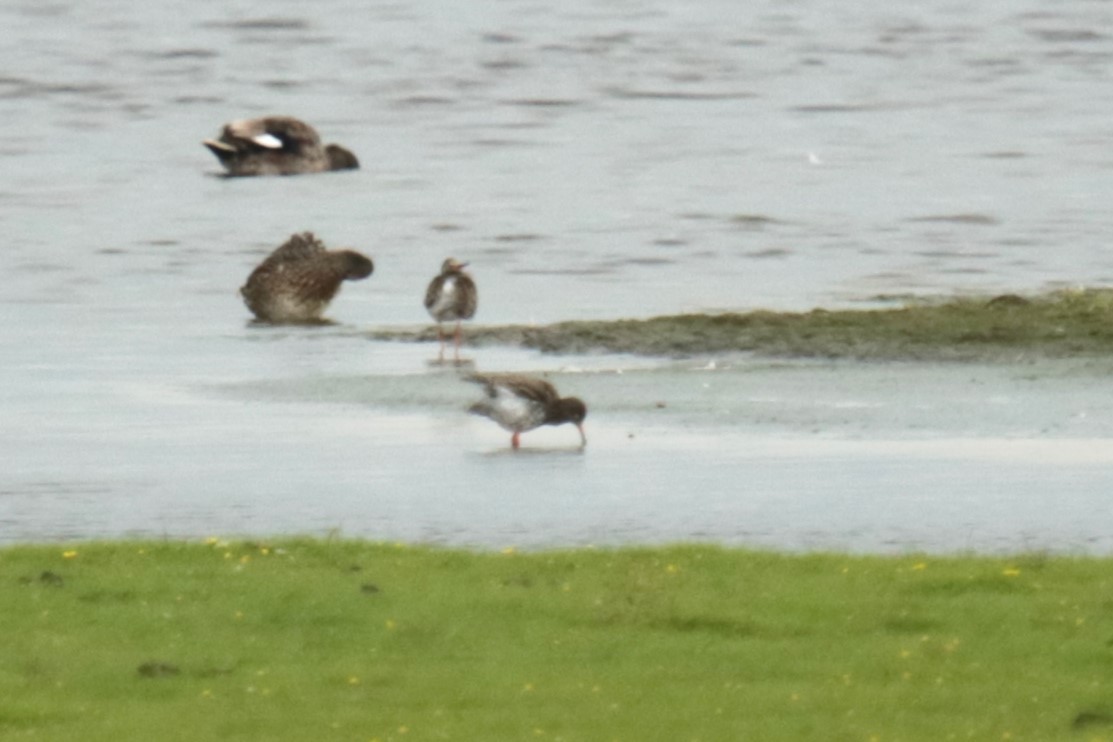 Common Redshank - ML620141407