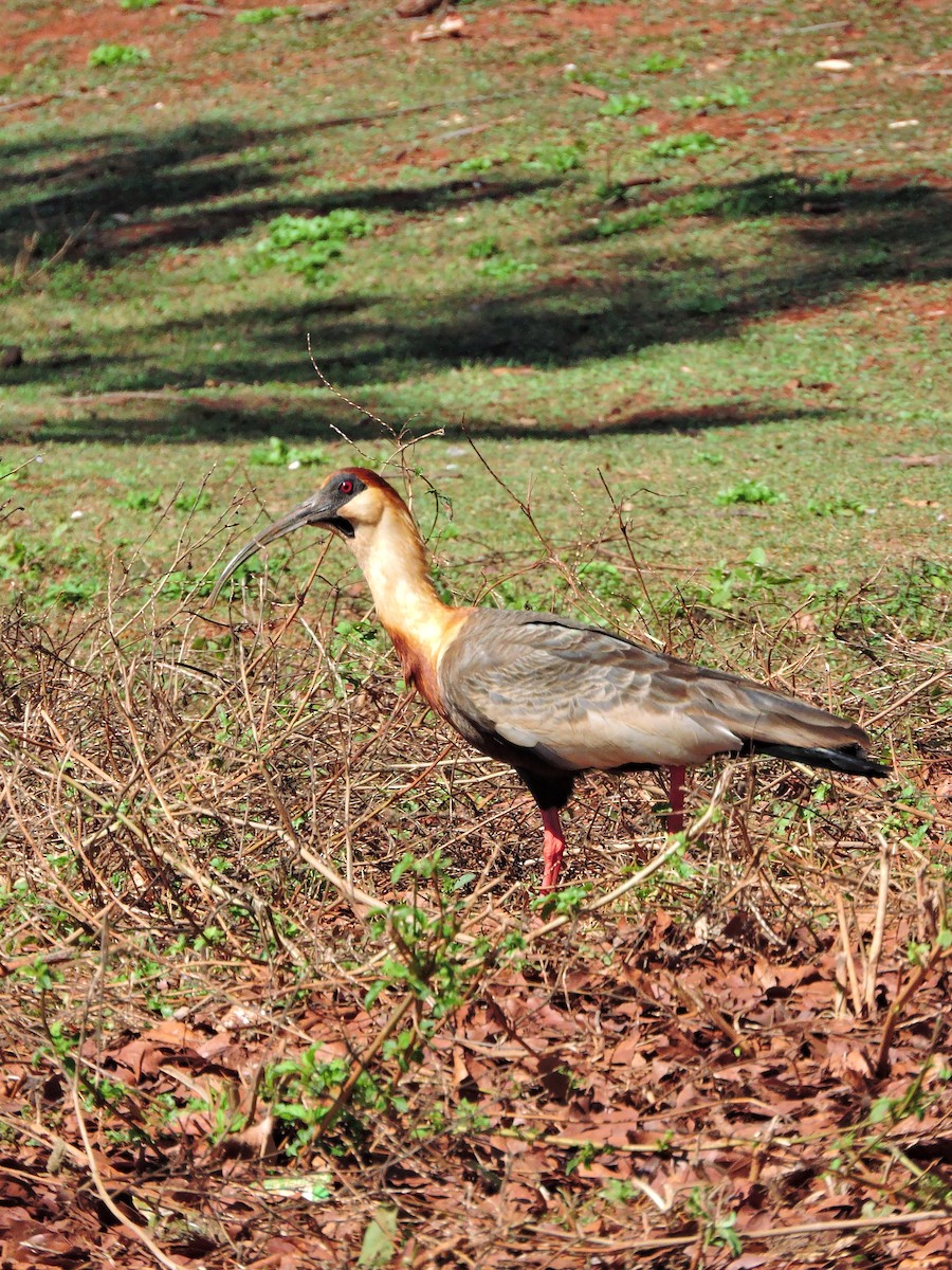 ibis bělokřídlý - ML620141418