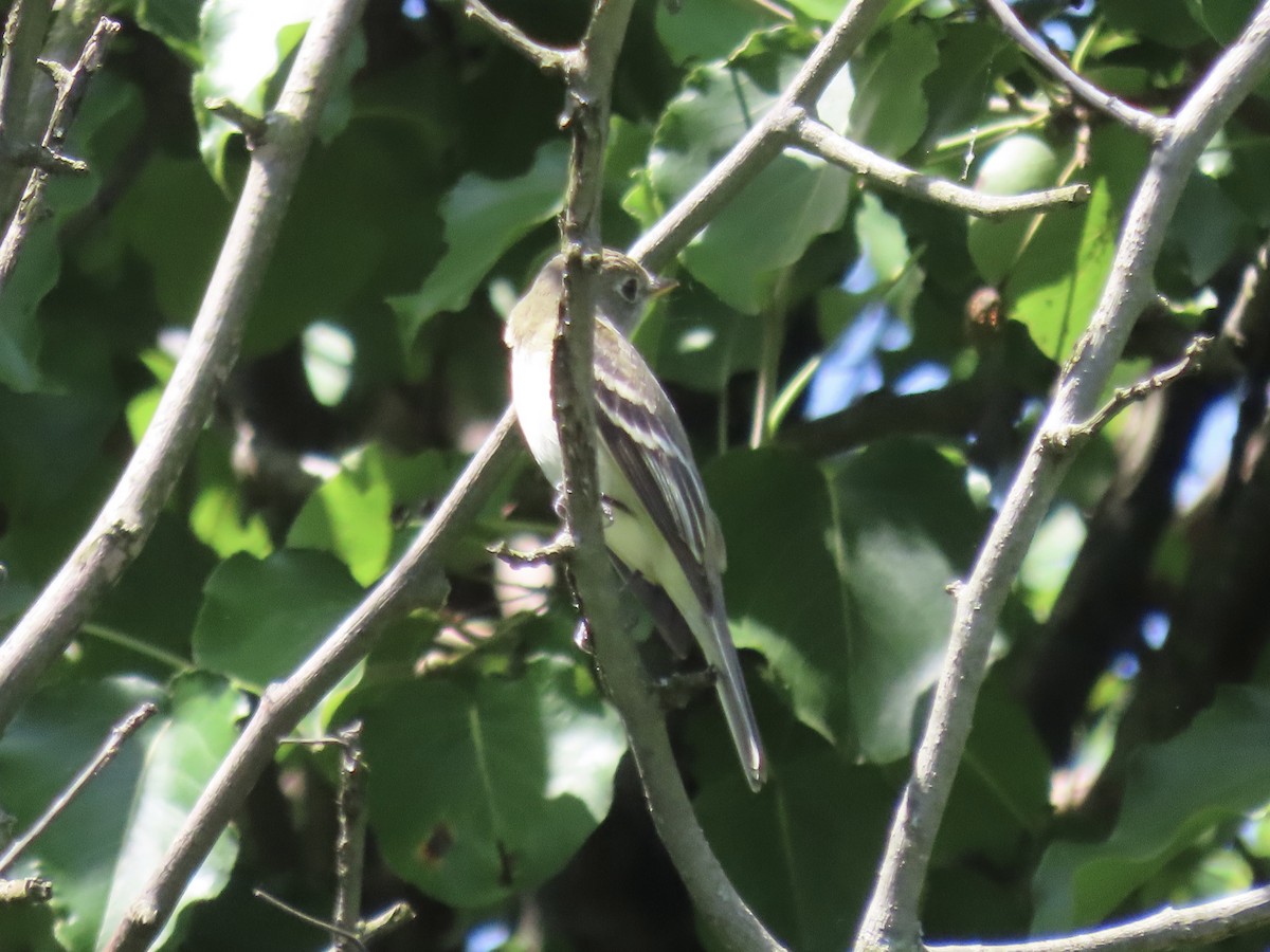 Alder Flycatcher - ML620141423