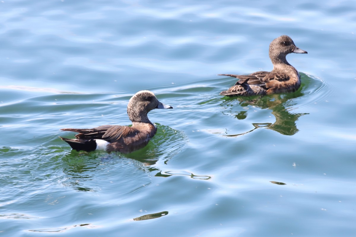 American Wigeon - ML620141427