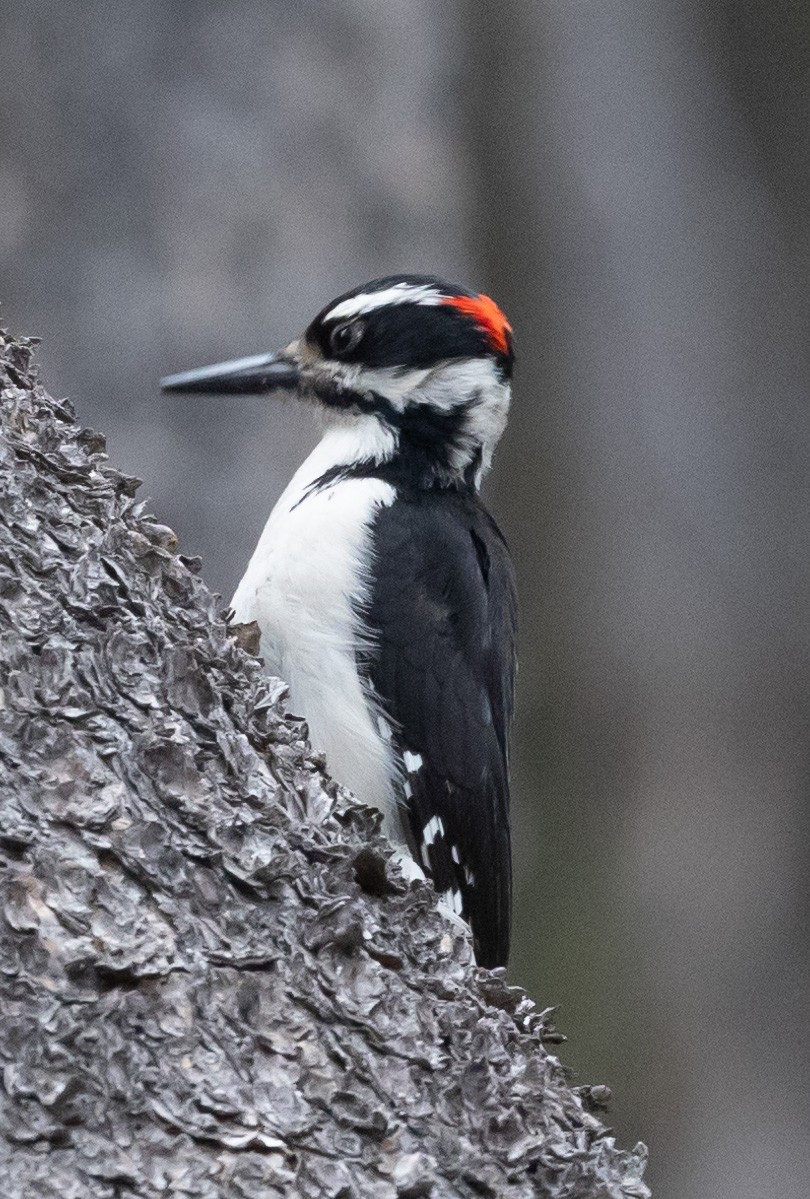 Hairy Woodpecker (Rocky Mts.) - ML620141430