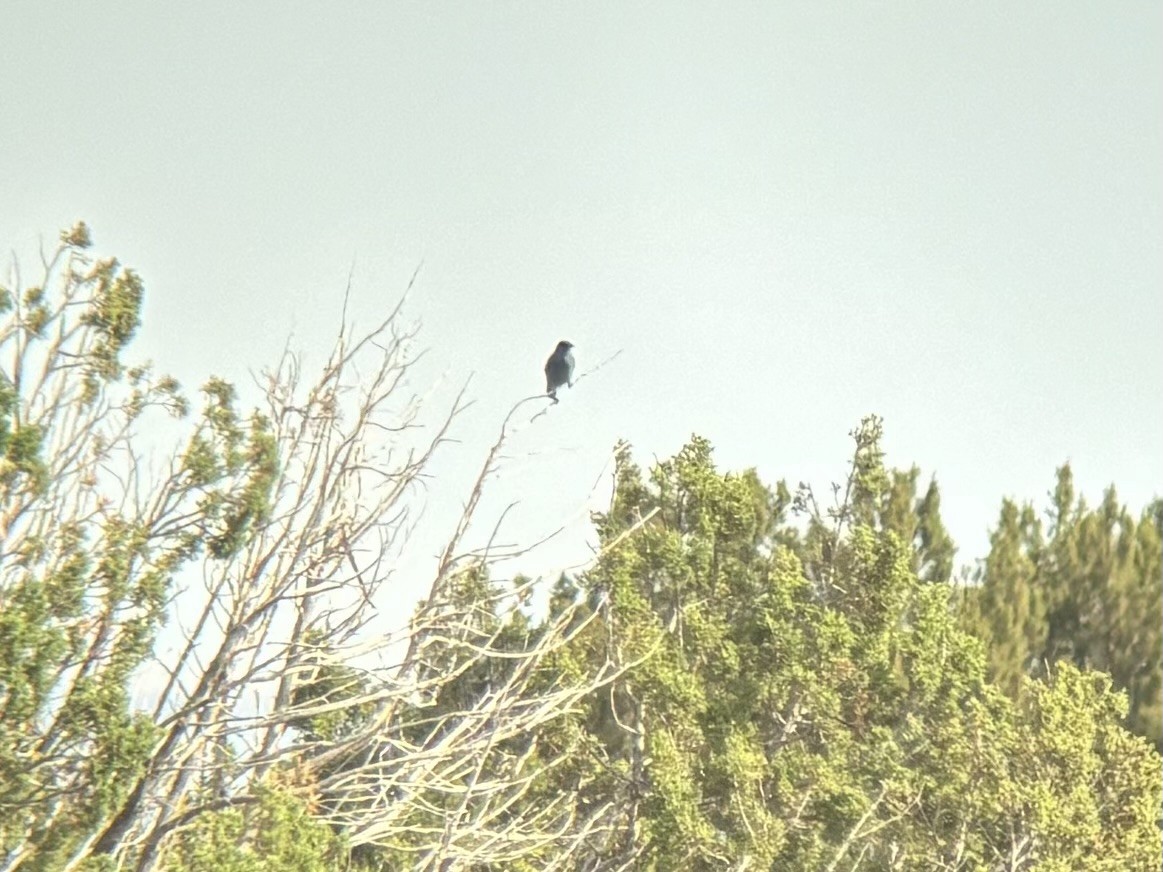 Pinyon Jay - Zach Poland