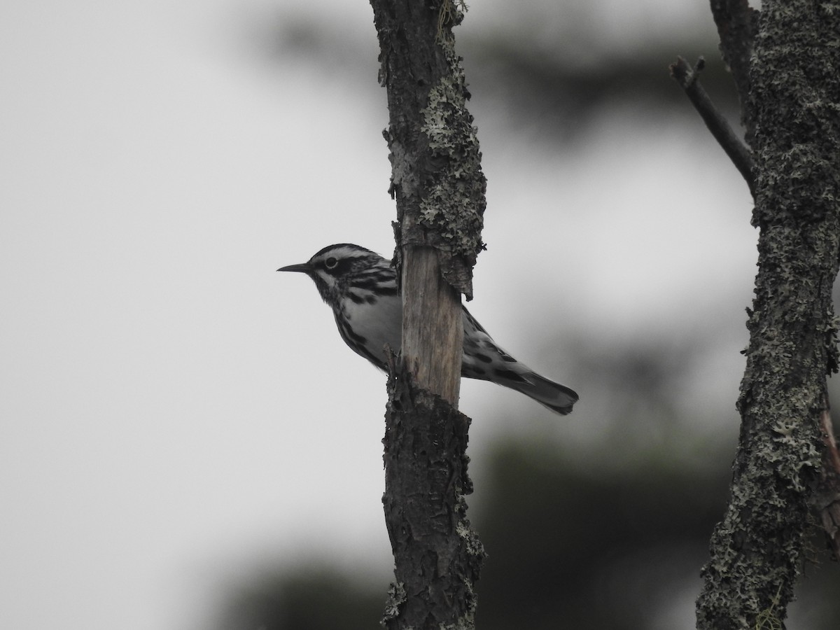 Black-and-white Warbler - ML620141440