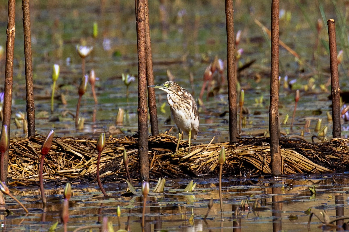 Malagasy Pond-Heron - ML620141449