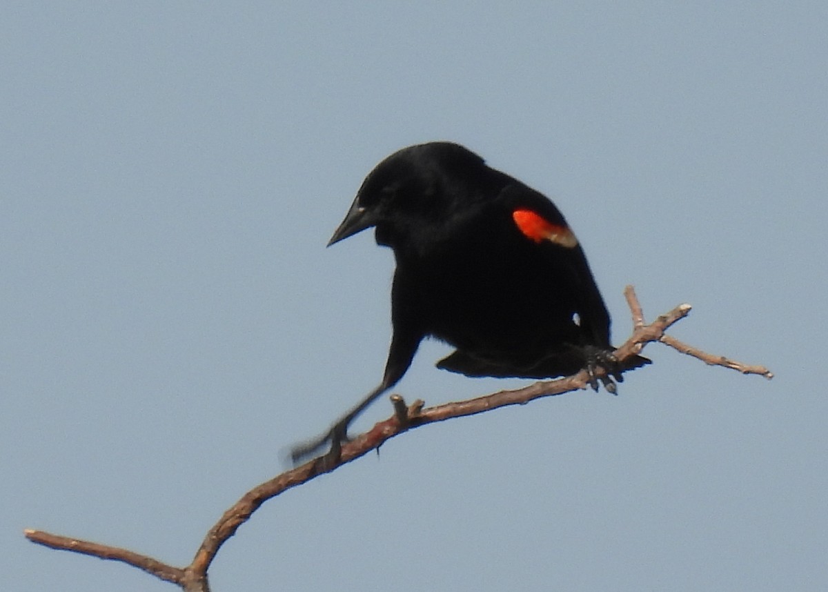 Red-winged Blackbird - ML620141451
