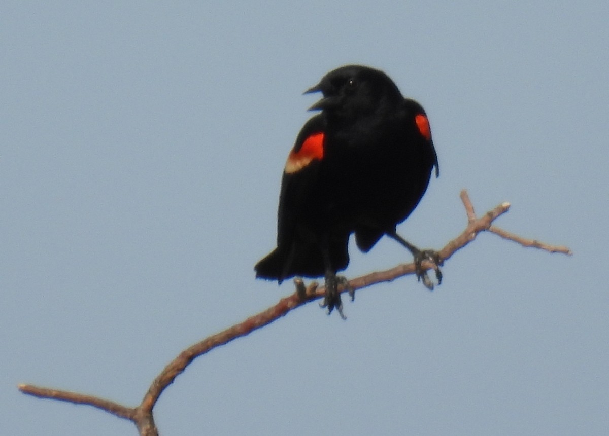 Red-winged Blackbird - ML620141452