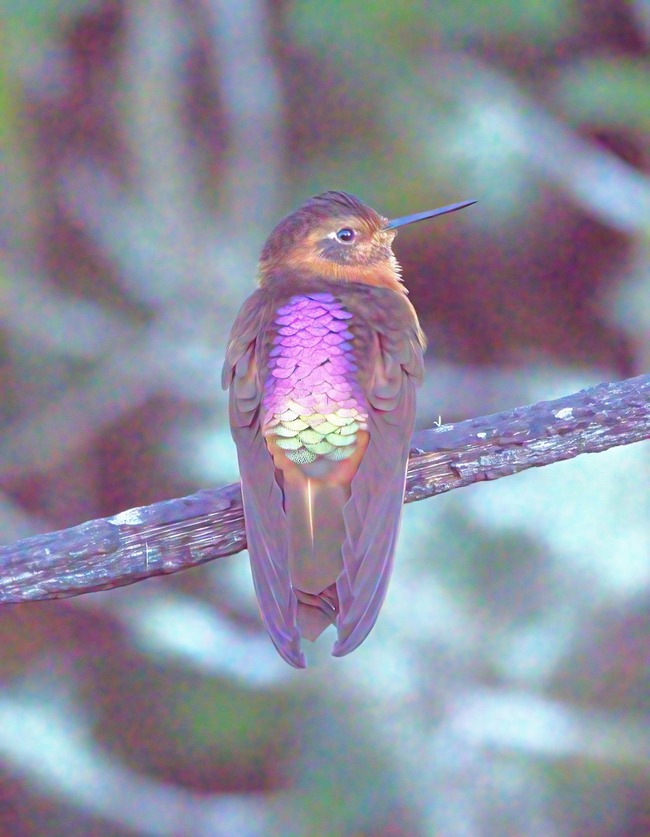 kolibřík duhovohřbetý - ML620141458