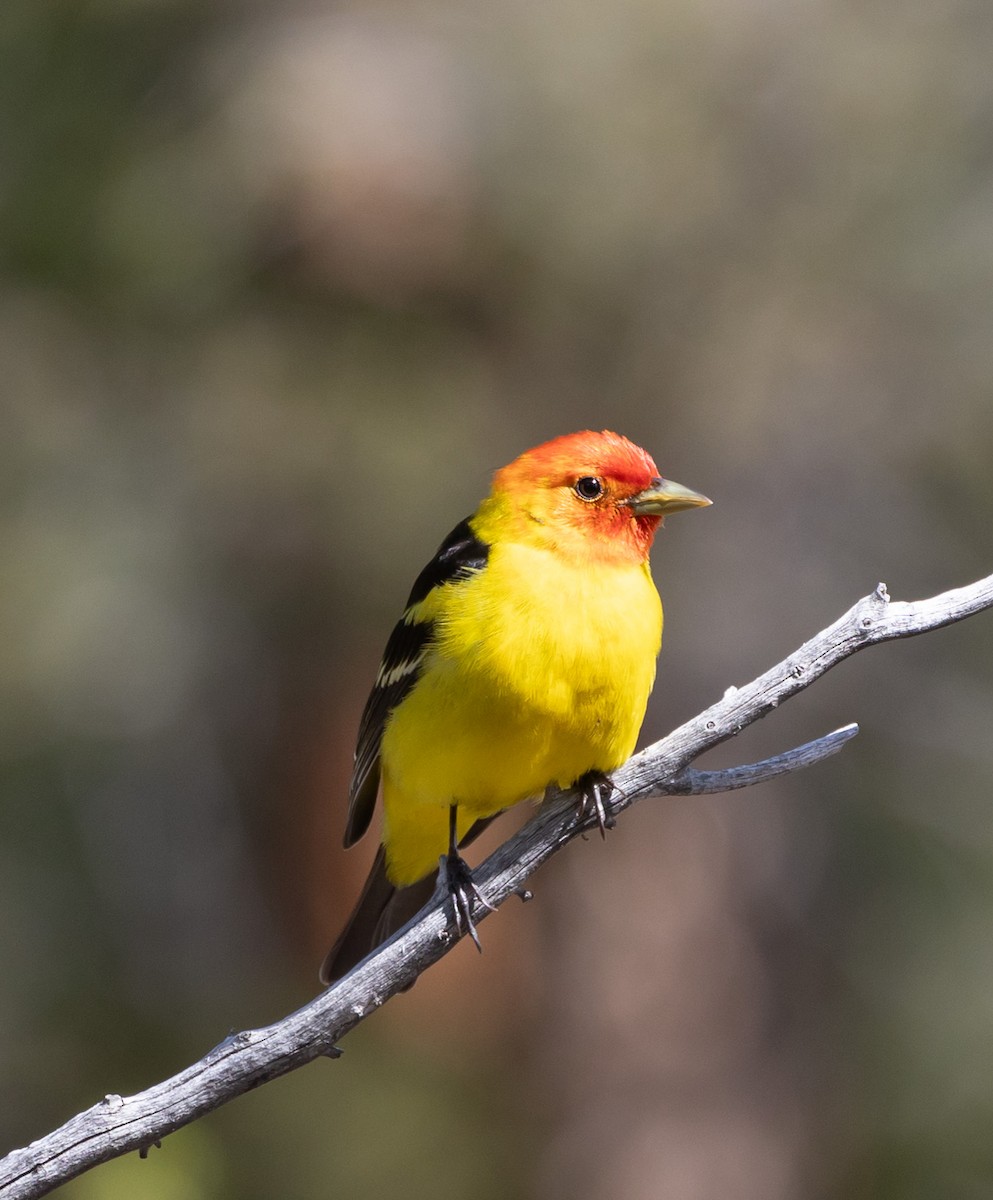 Western Tanager - ML620141459