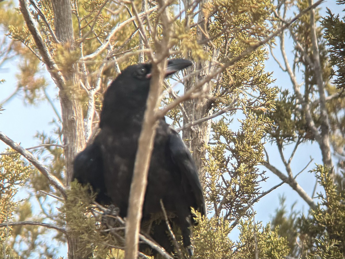 Common Raven - ML620141464