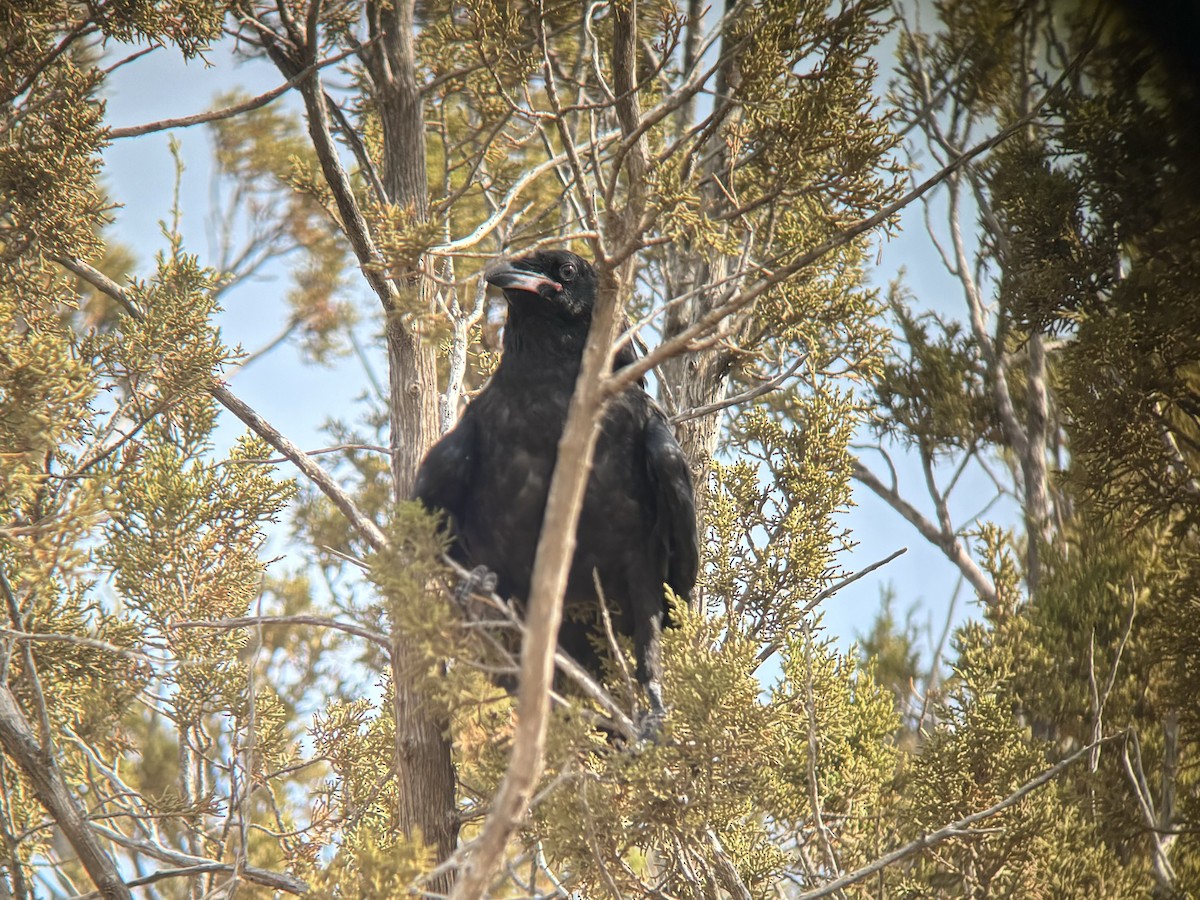 Common Raven - ML620141466