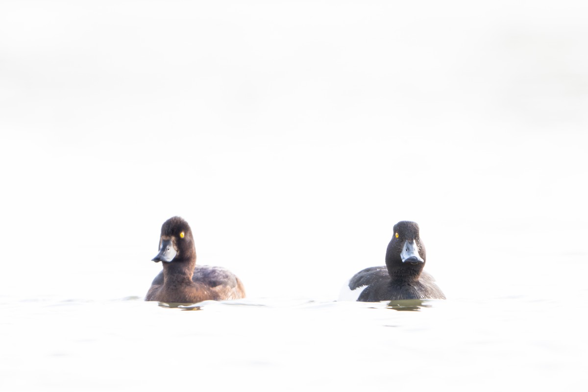 Tufted Duck - ML620141467