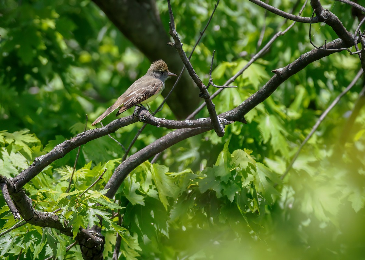 Great Crested Flycatcher - ML620141471