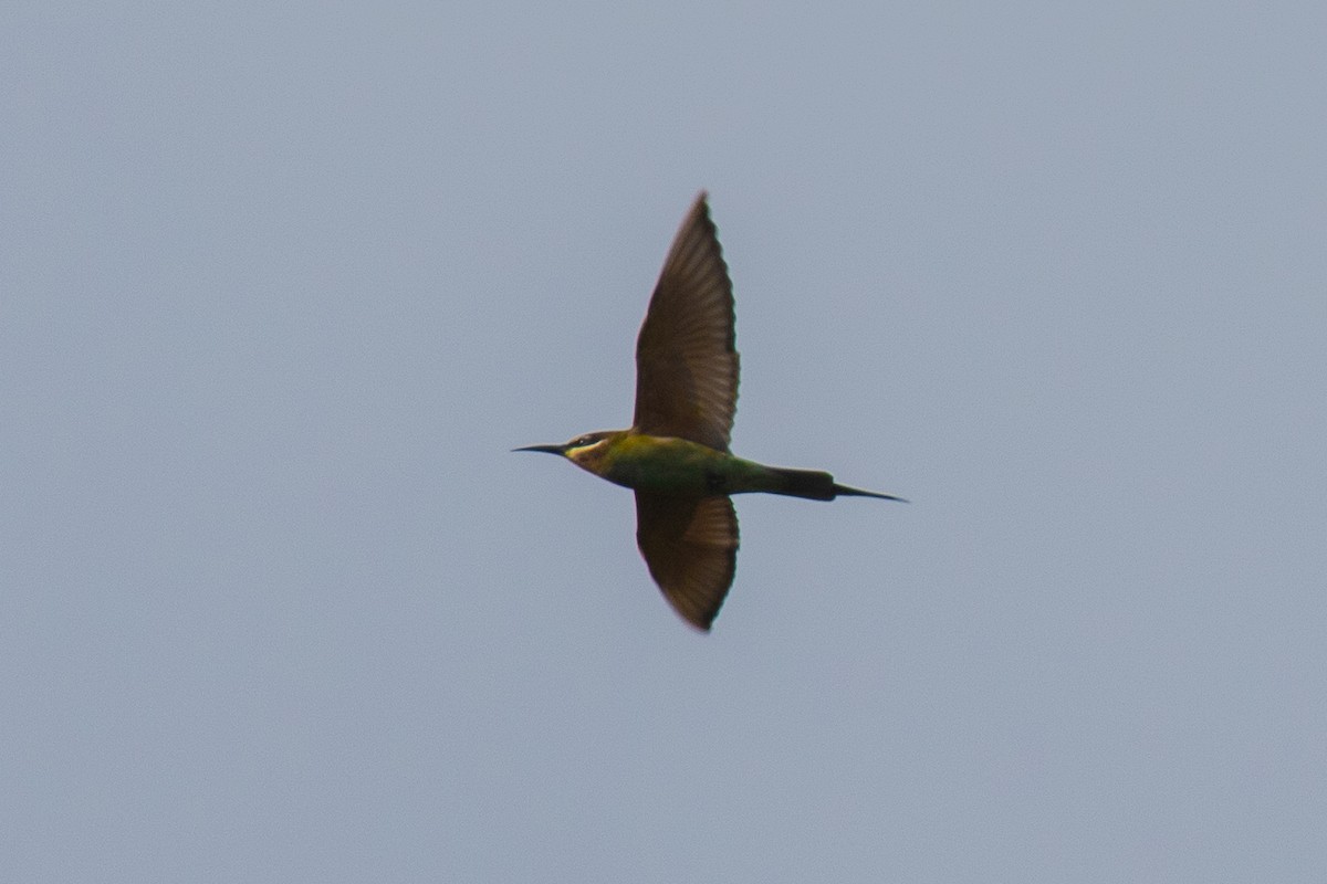 Madagascar Bee-eater - ML620141473