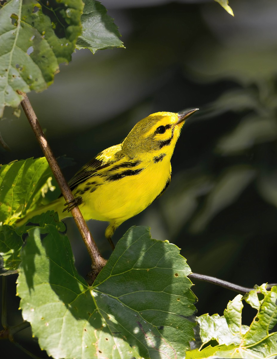 Prairie Warbler - Brian Smith