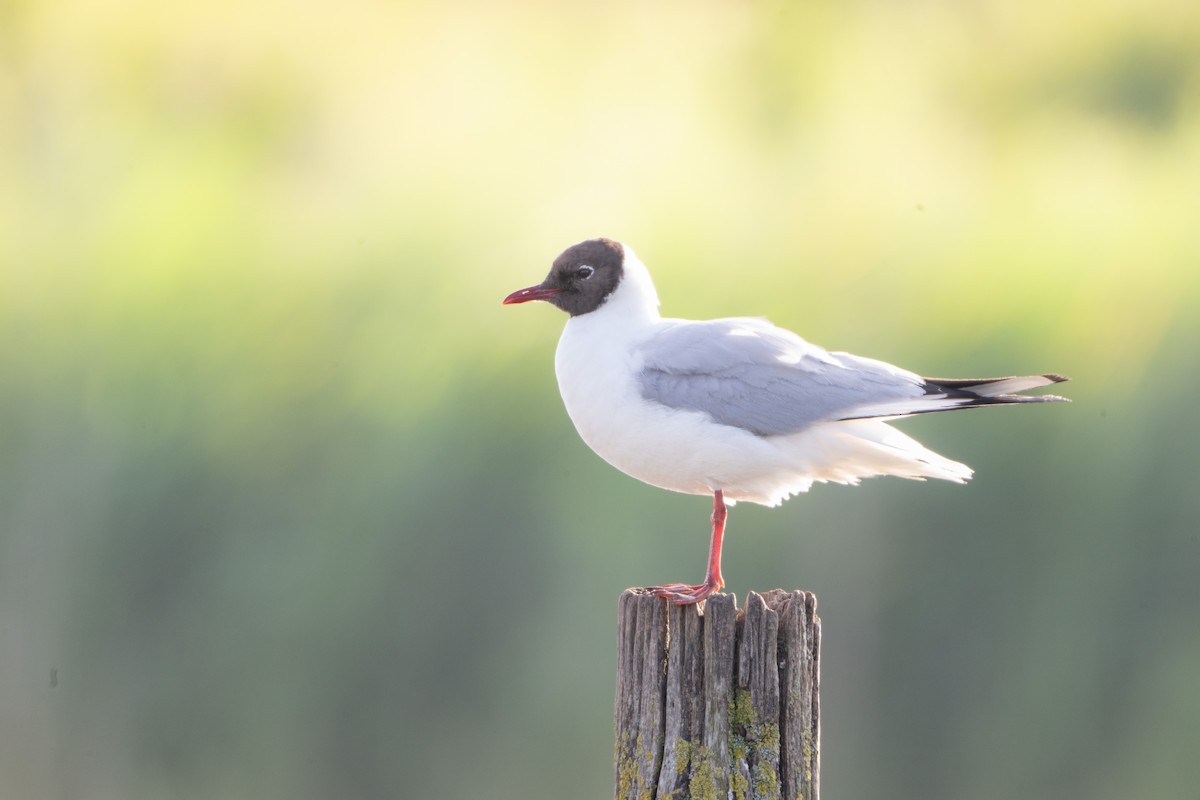 Mouette rieuse - ML620141485