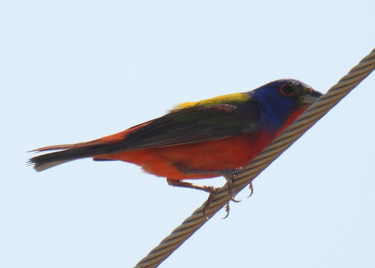 Painted Bunting - ML620141486