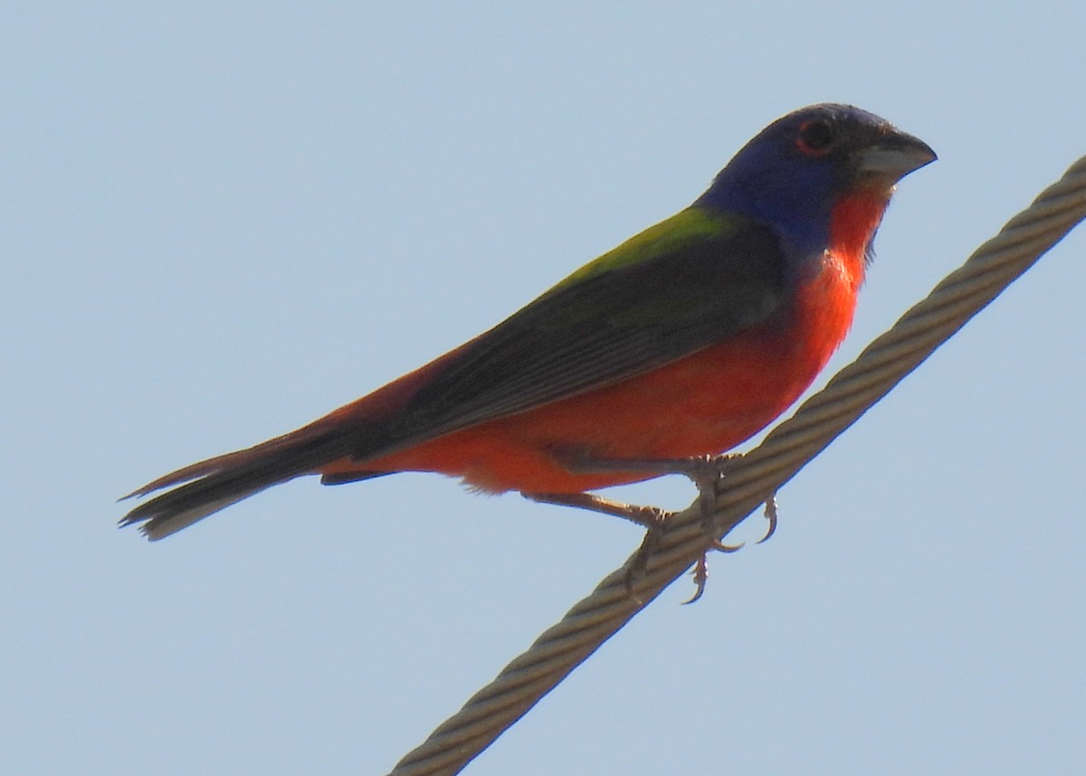 Painted Bunting - ML620141487
