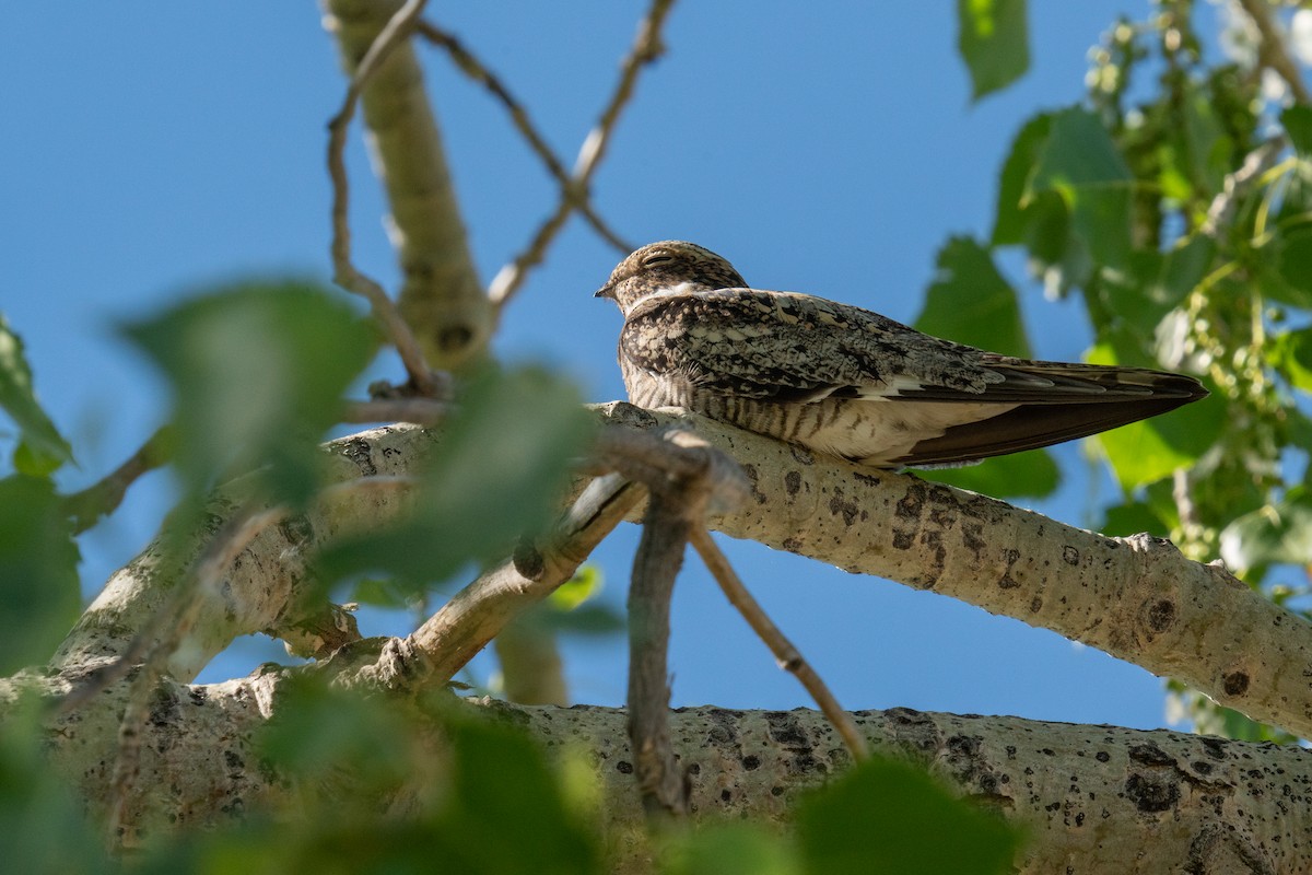 Common Nighthawk - ML620141491