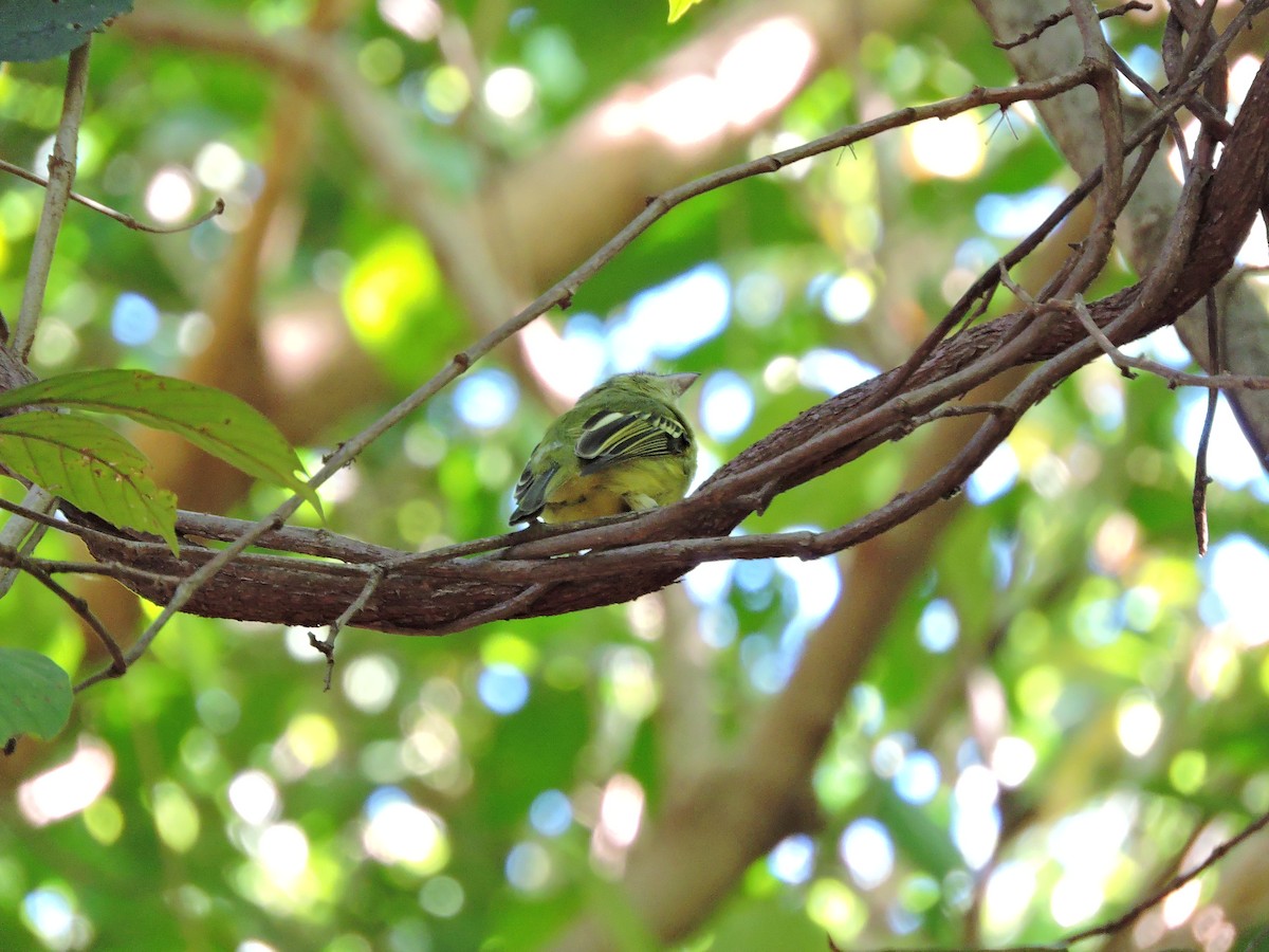 Yellow-olive Flatbill - ML620141492