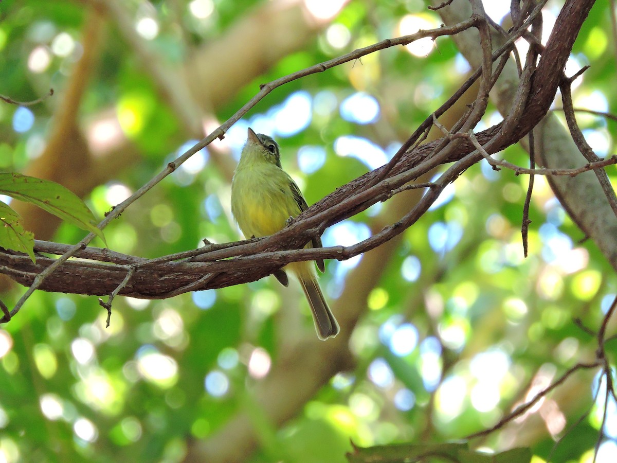 Yellow-olive Flatbill - ML620141493