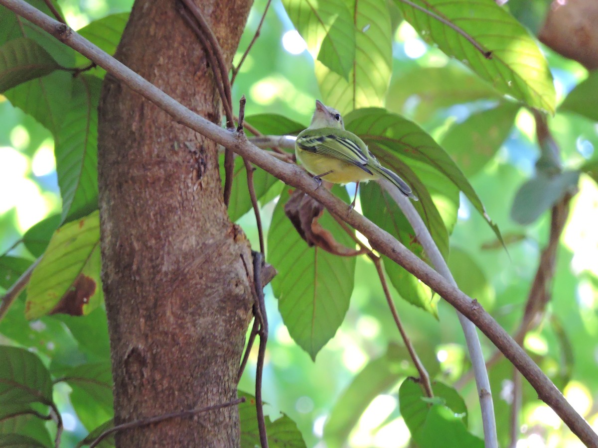 Yellow-olive Flatbill - ML620141494