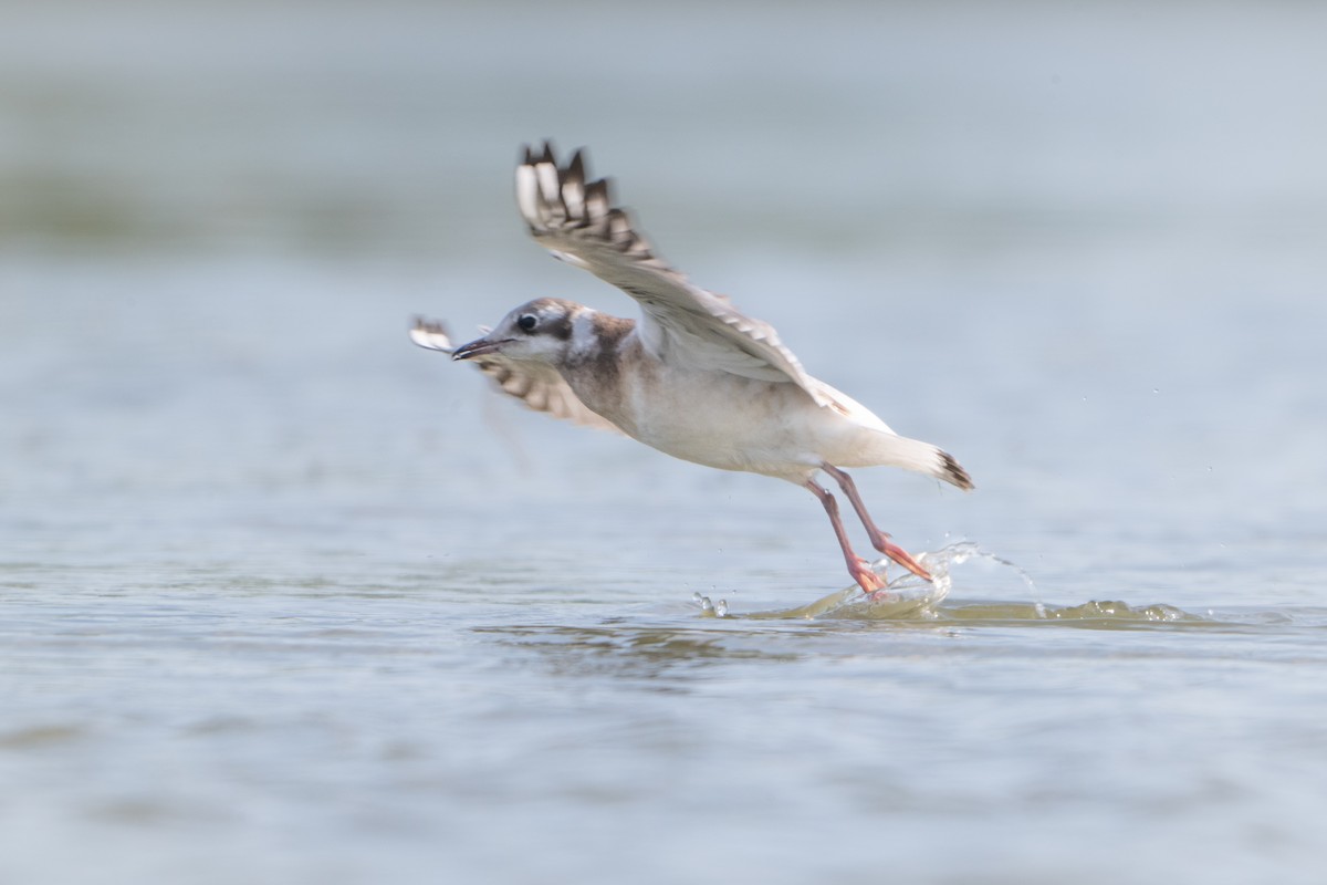 Black-headed Gull - ML620141496