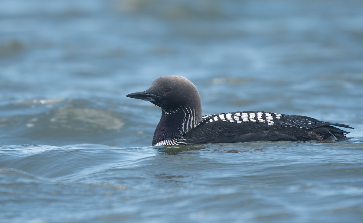 Pacific Loon - ML620141497