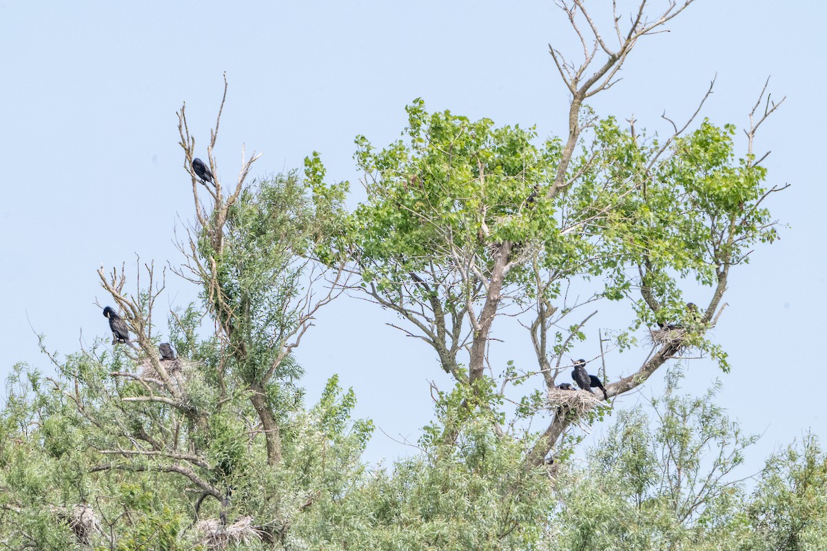 Cormorán Grande - ML620141529