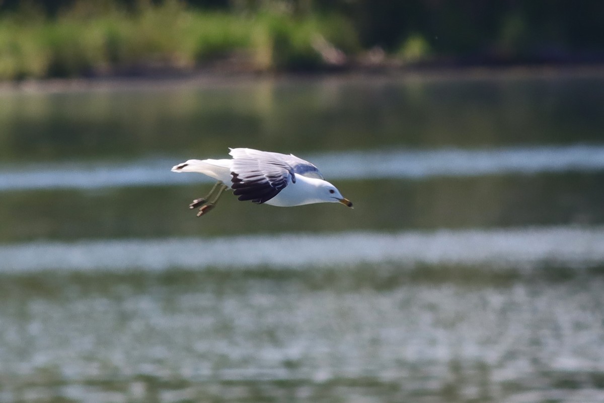 Ring-billed Gull - ML620141549