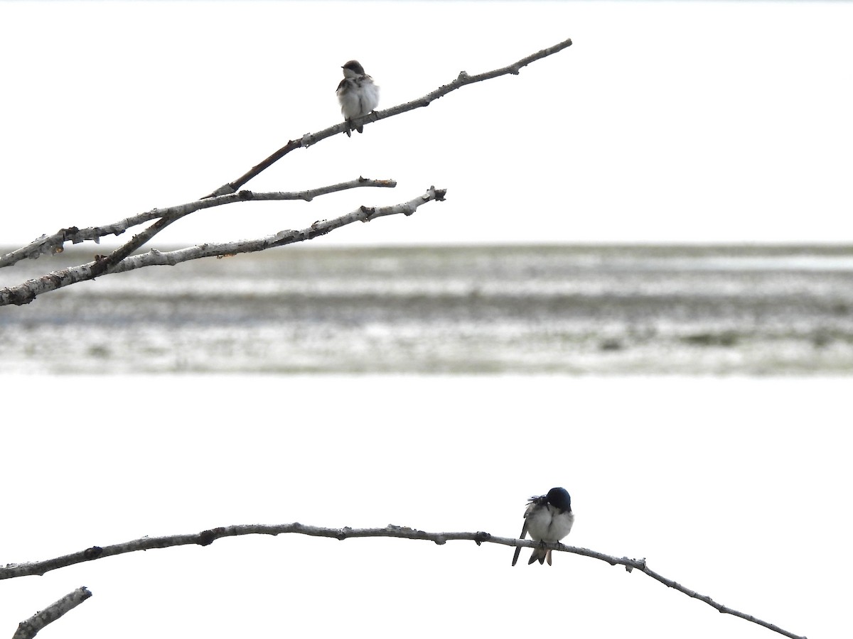 Tree Swallow - ML620141553