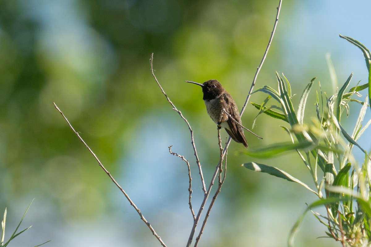 Black-chinned Hummingbird - ML620141557