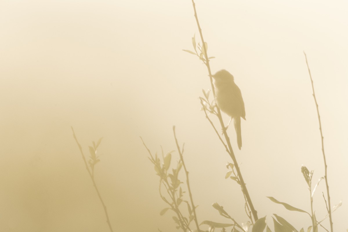 Greater Whitethroat - ML620141568