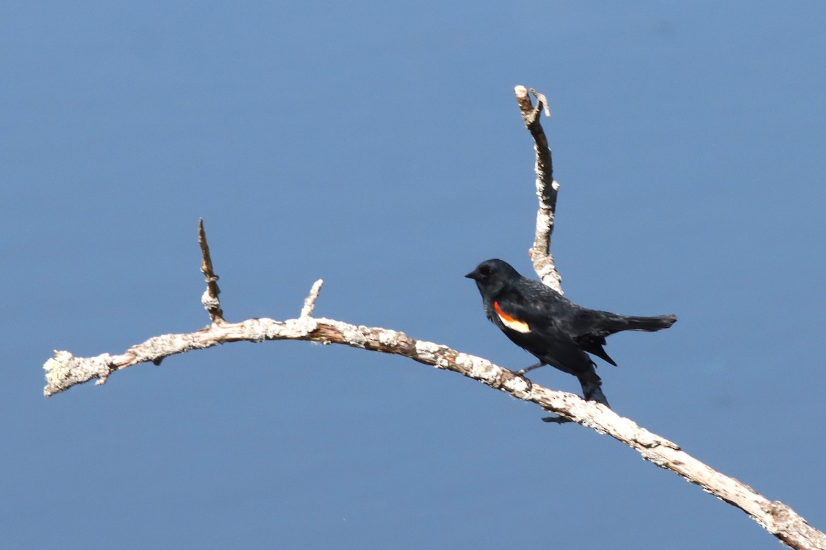 Red-winged Blackbird - ML620141572