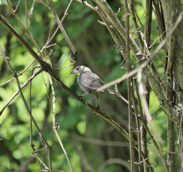 Brown-headed Cowbird - ML620141573