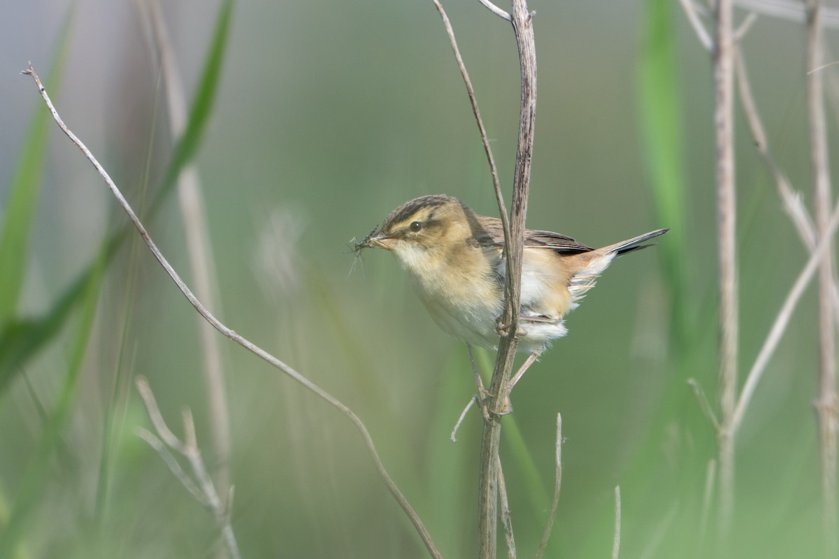 Sedge Warbler - ML620141577