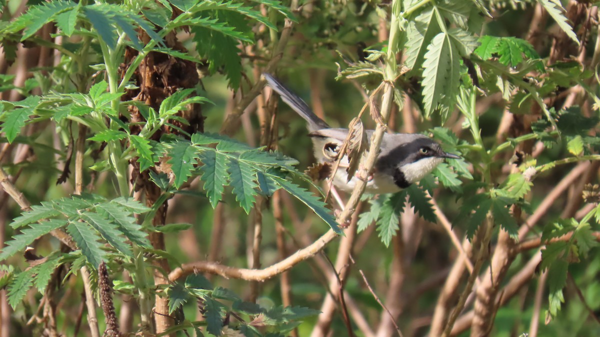 Bar-throated Apalis - ML620141593