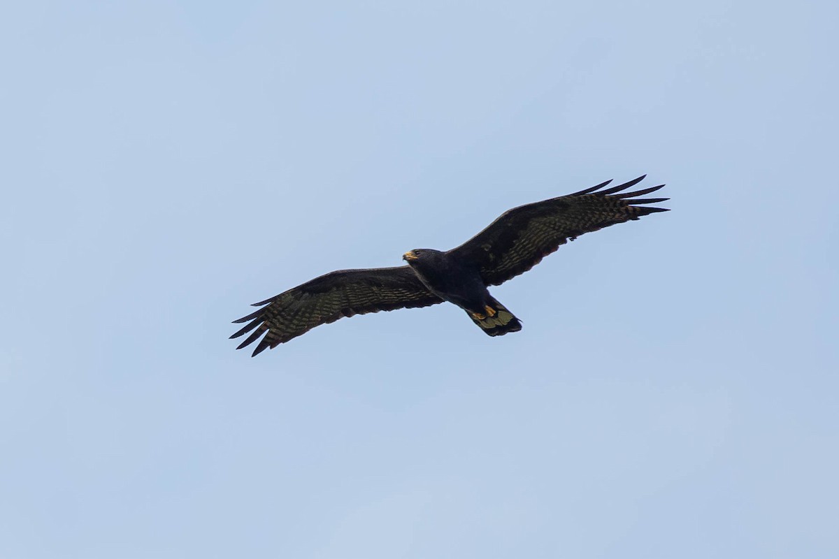 Zone-tailed Hawk - ML620141601