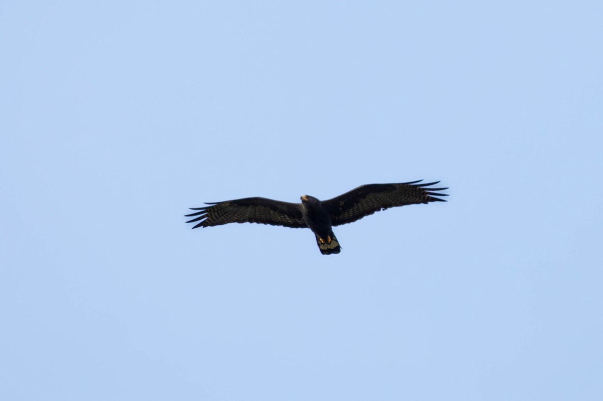 Zone-tailed Hawk - ML620141602